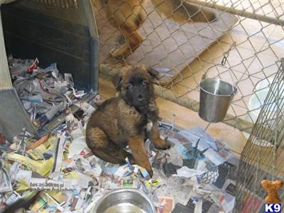 Belgian Malinois Puppies for Sale